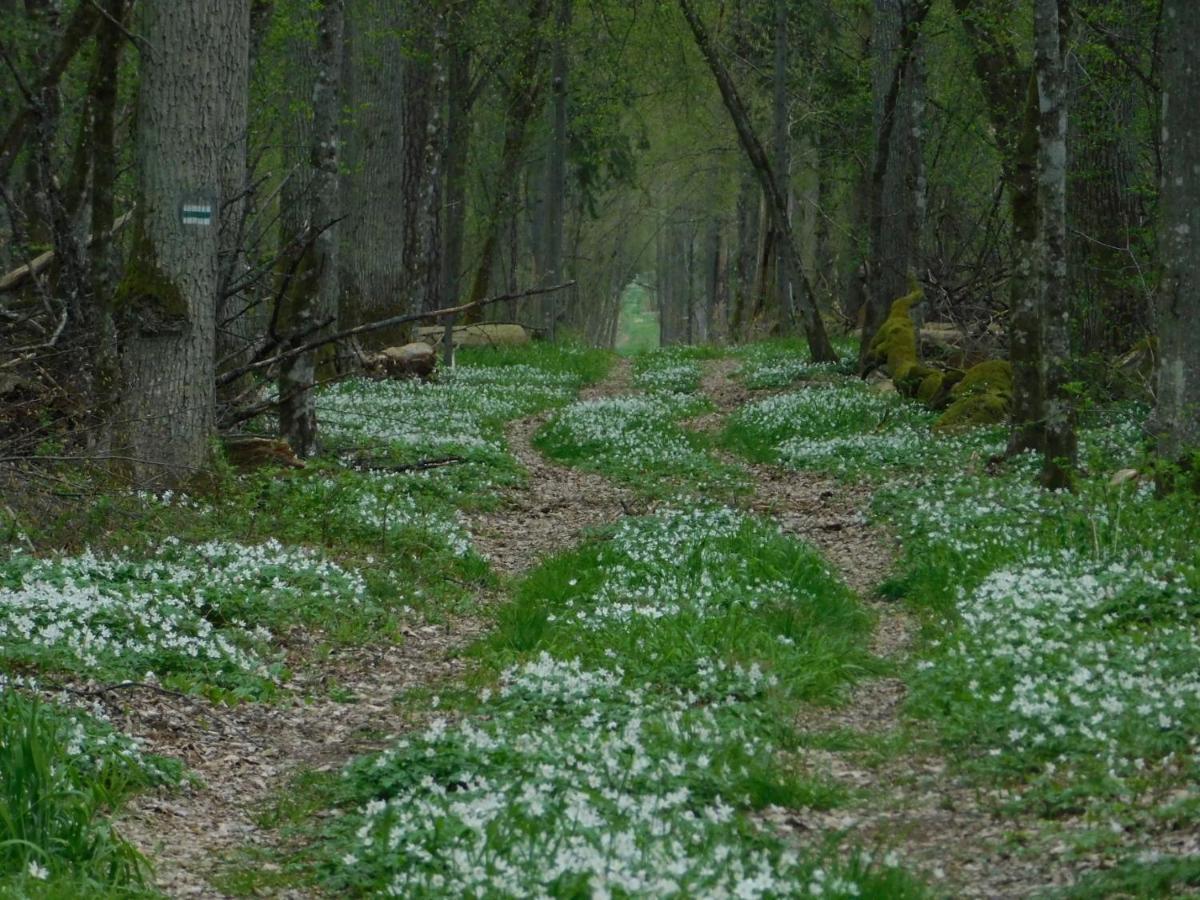 Апартаменты Wejmutka, Беловеж Экстерьер фото
