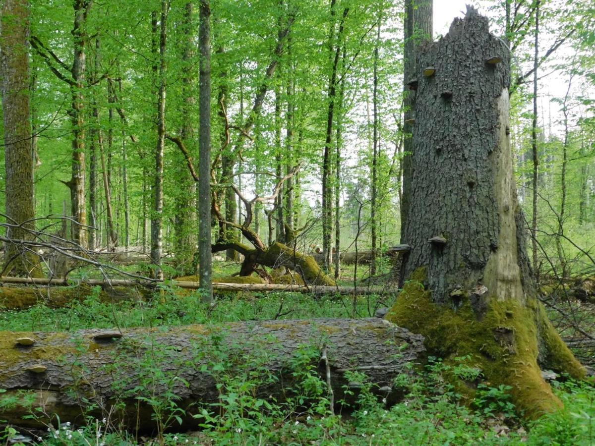 Апартаменты Wejmutka, Беловеж Экстерьер фото